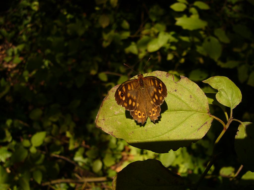 Identificazione farfalla - Pararge aegeria